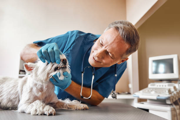 Best Emergency Root Canal Treatment in Pevely, MO